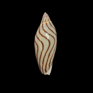 BC018 Amoria kawamurai - RARELY OFFERED