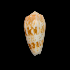 BC036 Conus julii