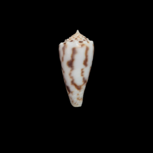BC093 Conus santinii w/o