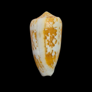 BC151 Conus floccatus f. magdalenae - HUGE and HEAVY
