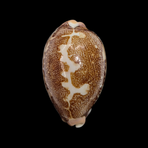 BC110 Leporicypraea mappa rosea