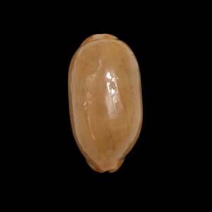 BC230 Luria isabella - RUSTY and BIG SIZE