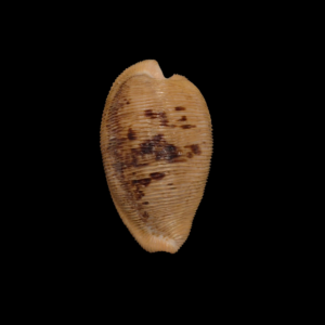 BC317 Cypraeovula capensis - FRESH BEAUTY