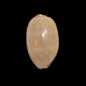 BC309 Luria isabella - BIG SIZE