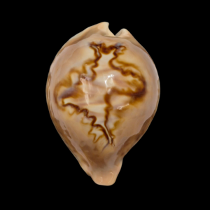 BC089 Cypraea fultoni massieri - TOP