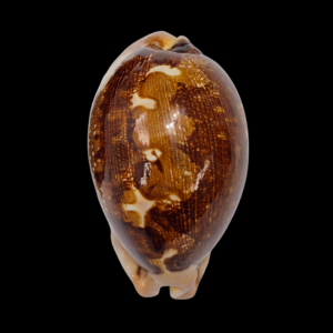 BC123 Leporycypraea mappa montrouzieri - ROSTRATED