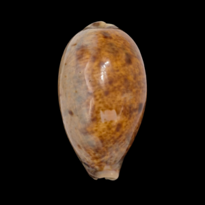 BC168 Lyncina lynx - BIG SIZE