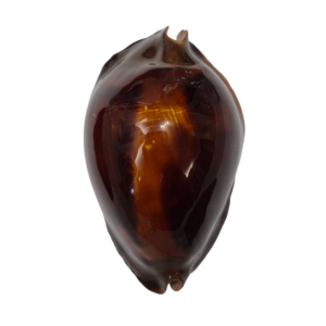 BC242 Zoila rosselli f. flamenco - EXTRA LARGE