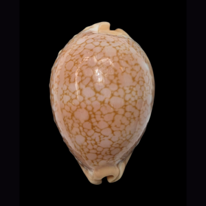 BC343 Callistocypraea broderipii f. somalica