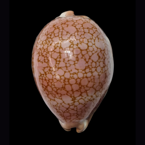 BC278 Callistocypraea broderipii - LARGE BEAUTY