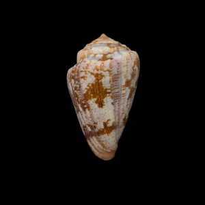 BC232 Conus purpurascens - FREAK FORM