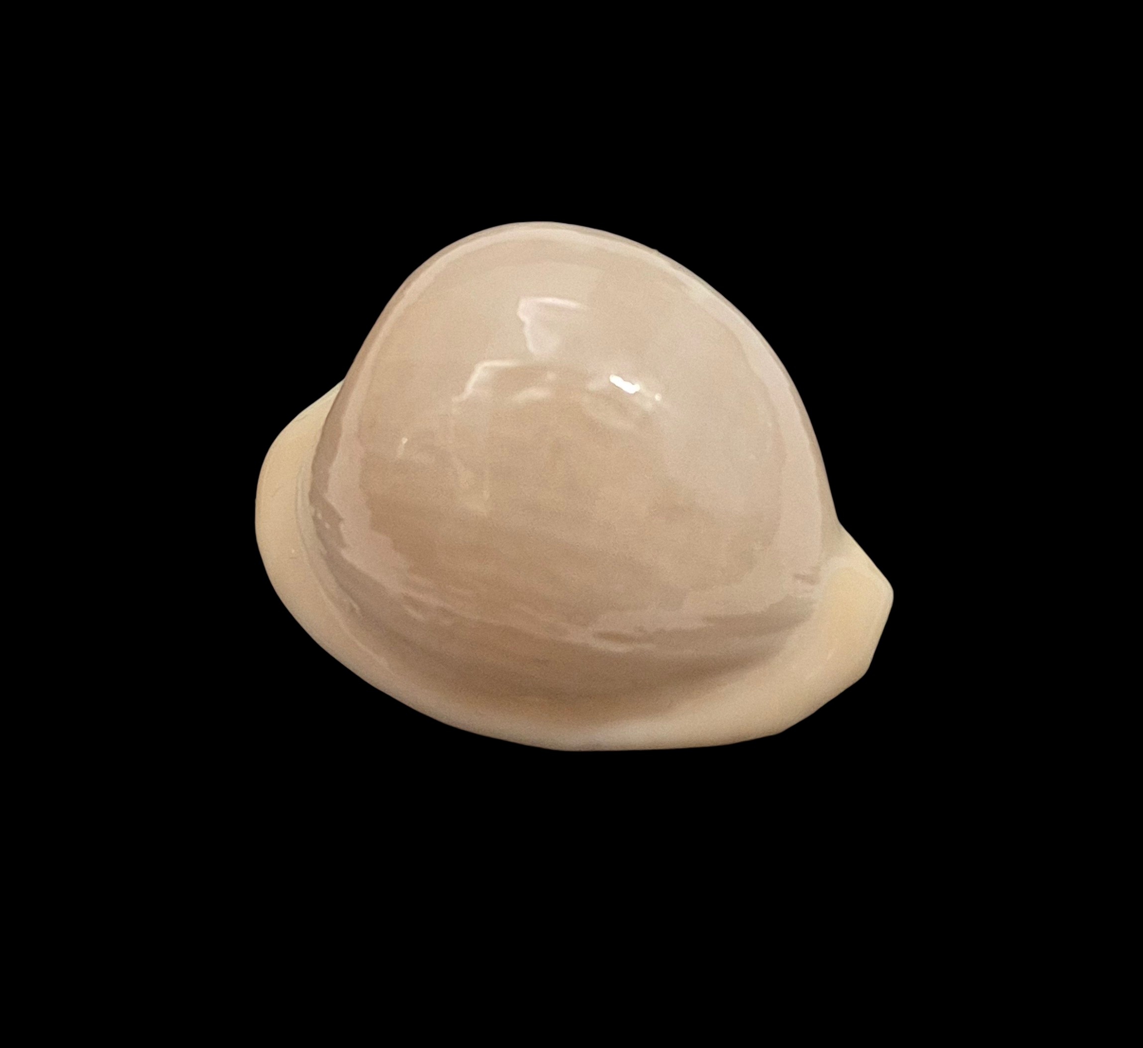 BC067 Cypraeovula atlantica - Image 2