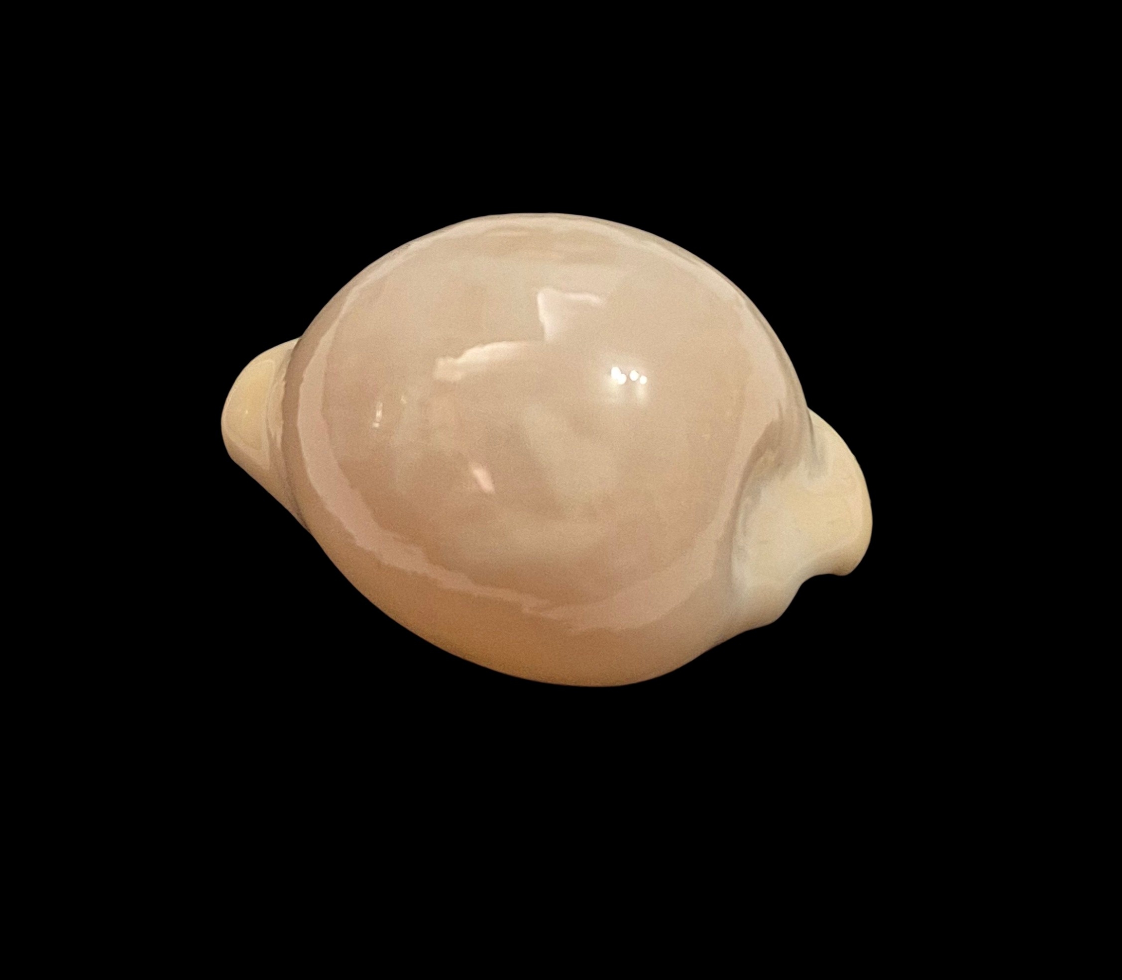 BC067 Cypraeovula atlantica - Image 3
