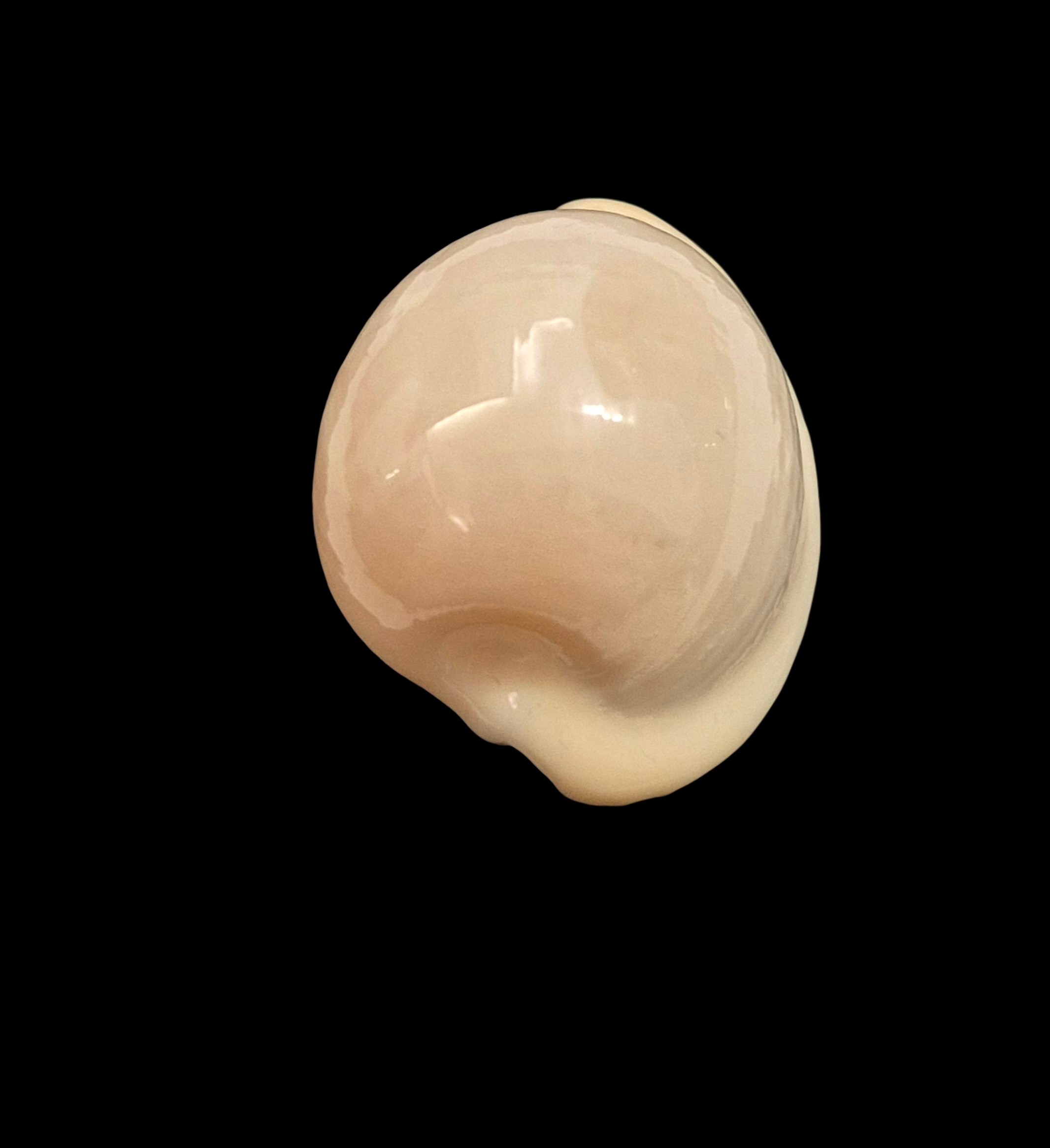 BC067 Cypraeovula atlantica - Image 4