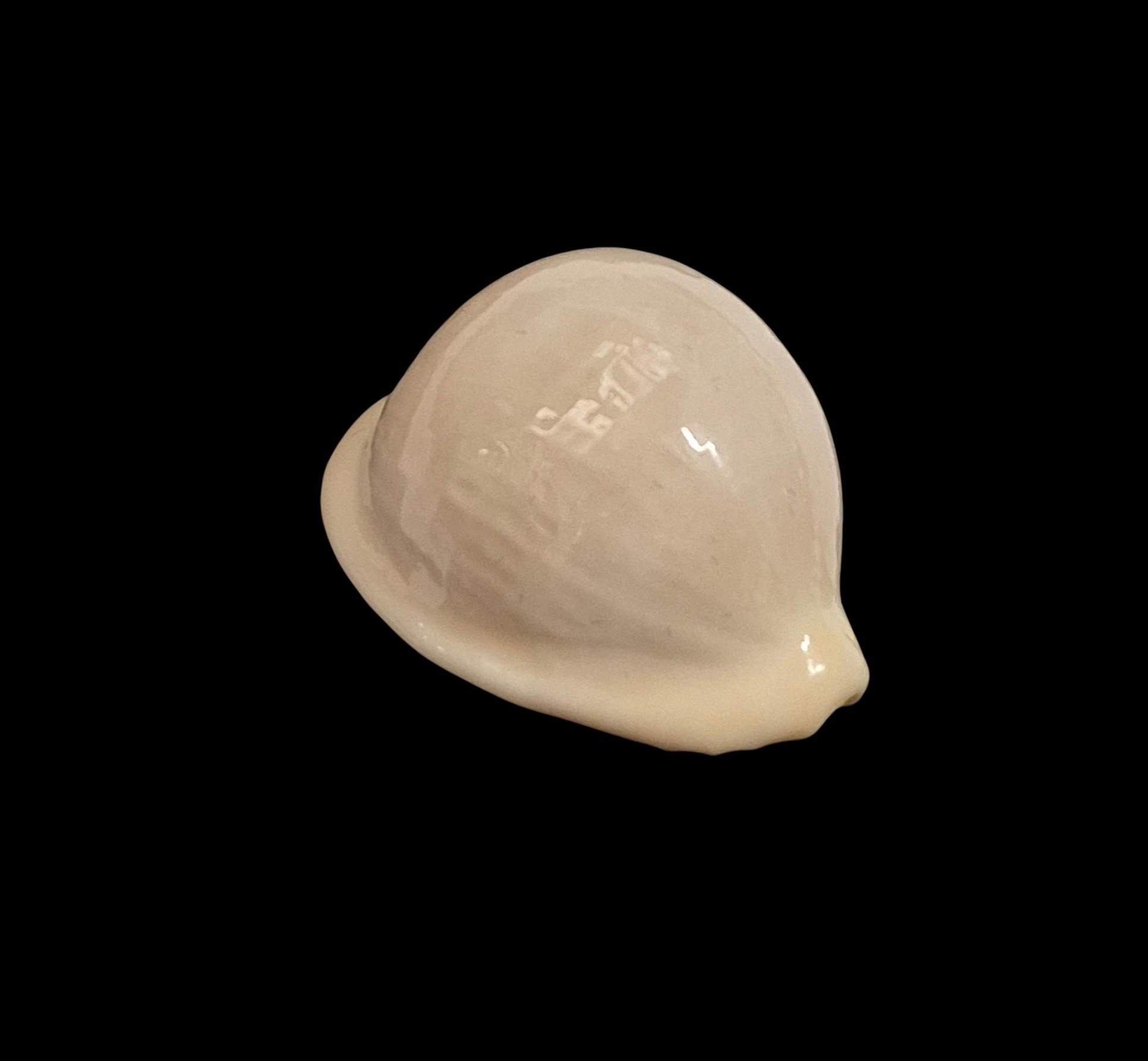 BC067 Cypraeovula atlantica - Image 6