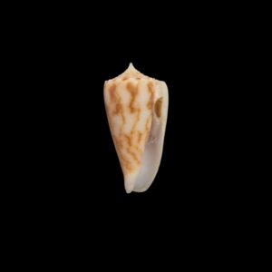 BC152 Conus alexandrei w/o - VERY SELECTED