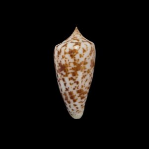 BC185 Conus vegaluzi w/o