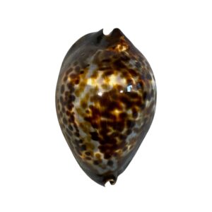 BC029 Zoila jeaniana sherylae - DARK BEAUTY