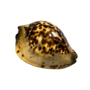 BC082 Zoila jeaniana jeaniana