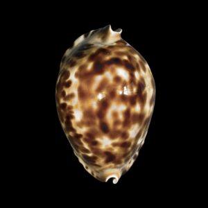 BC053 Zoila jeaniana jeaniana TAIWAN BOATS