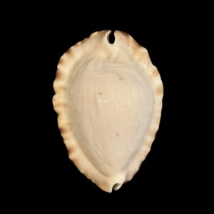 BC041 Zoila ketyana hypermarginata