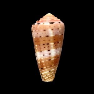 BC125 Conus aurisiacus