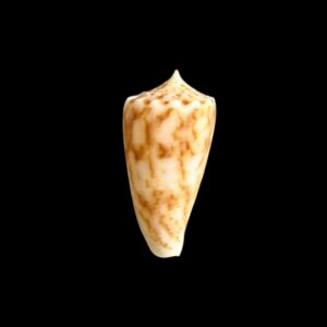 BC152 Conus alexandrei