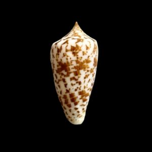 BC185 Conus vegaluzi