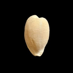 BC195 Cypraeovula capensis gonubiensis