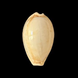 BC404 Naria spurca - WHITE