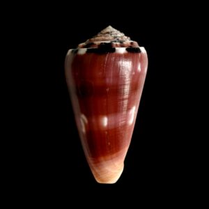 BC403 Conus gauguini w/o - FRESH and BEAUTIFUL