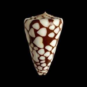 BC401 Conus marchionatus w/o - TOP