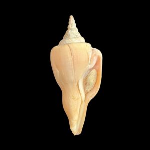 BC398 Cyrtulus serotinus w/o - HUGE