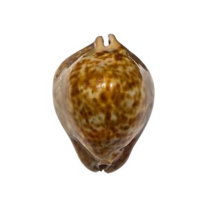 BC396 Trona stercoraria f. rattus