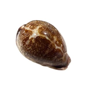 BC392 Leporicypraea mappa curvati - TOP