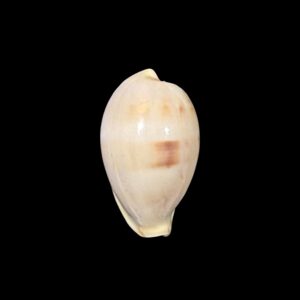 BC385 Erronea pyriformis f. angioyorum - RARELY OFFERED