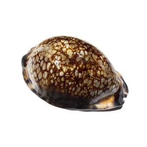 BC384 Mauritia maculifera martybealsi - DARK