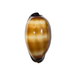 BC367 Talparia talpa vivida - MARQUESAS