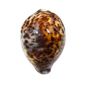 BC350 Cypraea tigris lorenzi - MARQUESAS