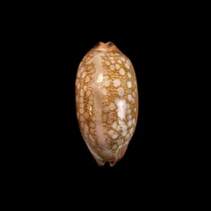 BC311 Mauritia scurra f. hivaensis