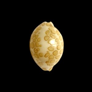 BC229 Annepona mariae - LIVE TAKEN