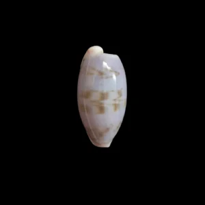 BC324 Talostolida subteres - SELECTED