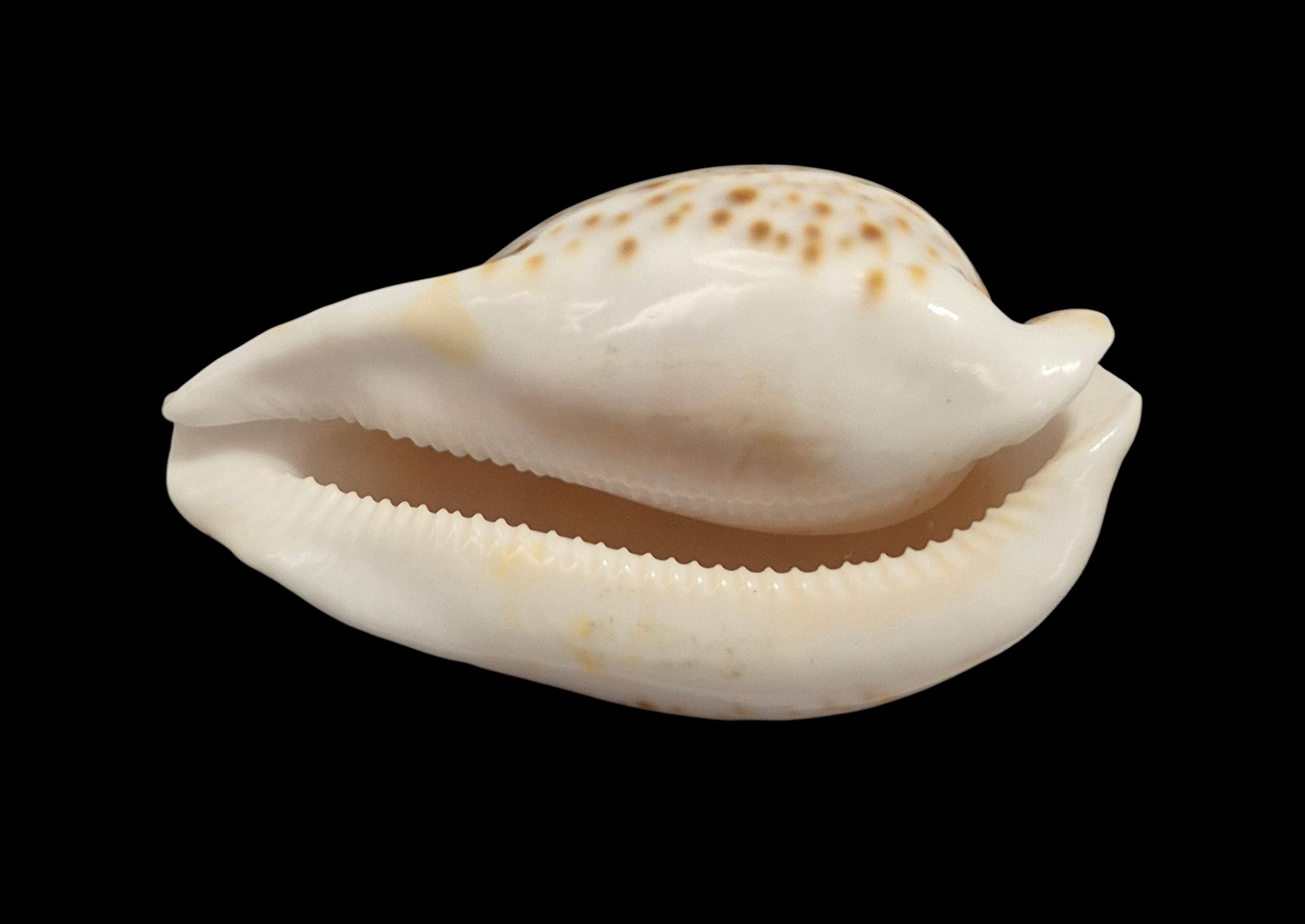 BC409 Umbilia hesitata - SELECTED - Image 5