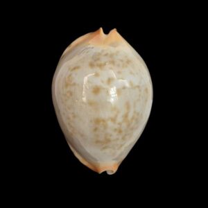BC414 Zoila jeaniana aurata - ADULT DWARF