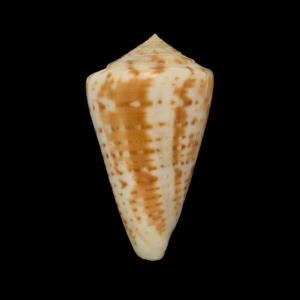 BC406 Conus lemniscatus aff.