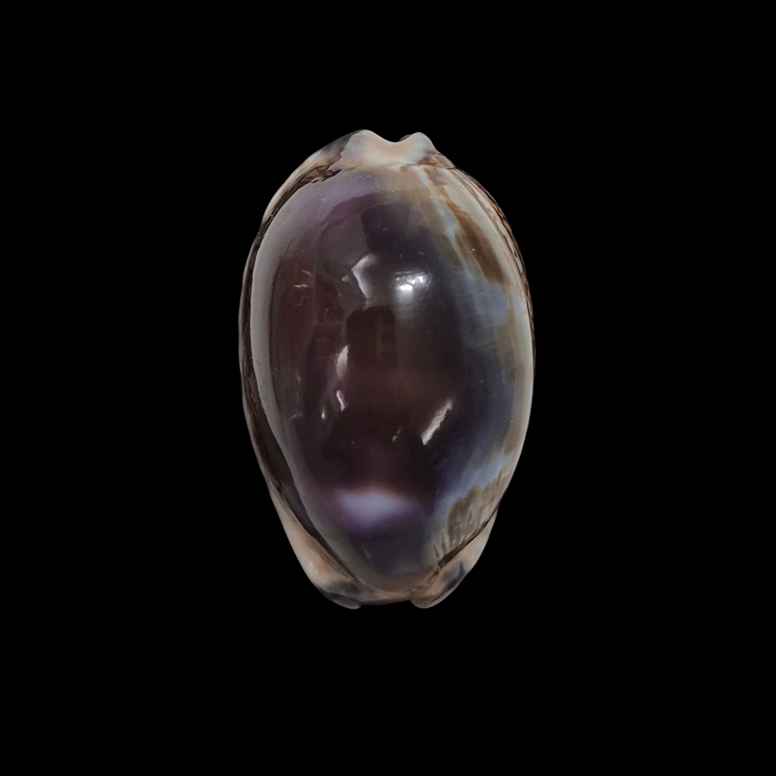 BC341 Mauritia arabica f. amethystea