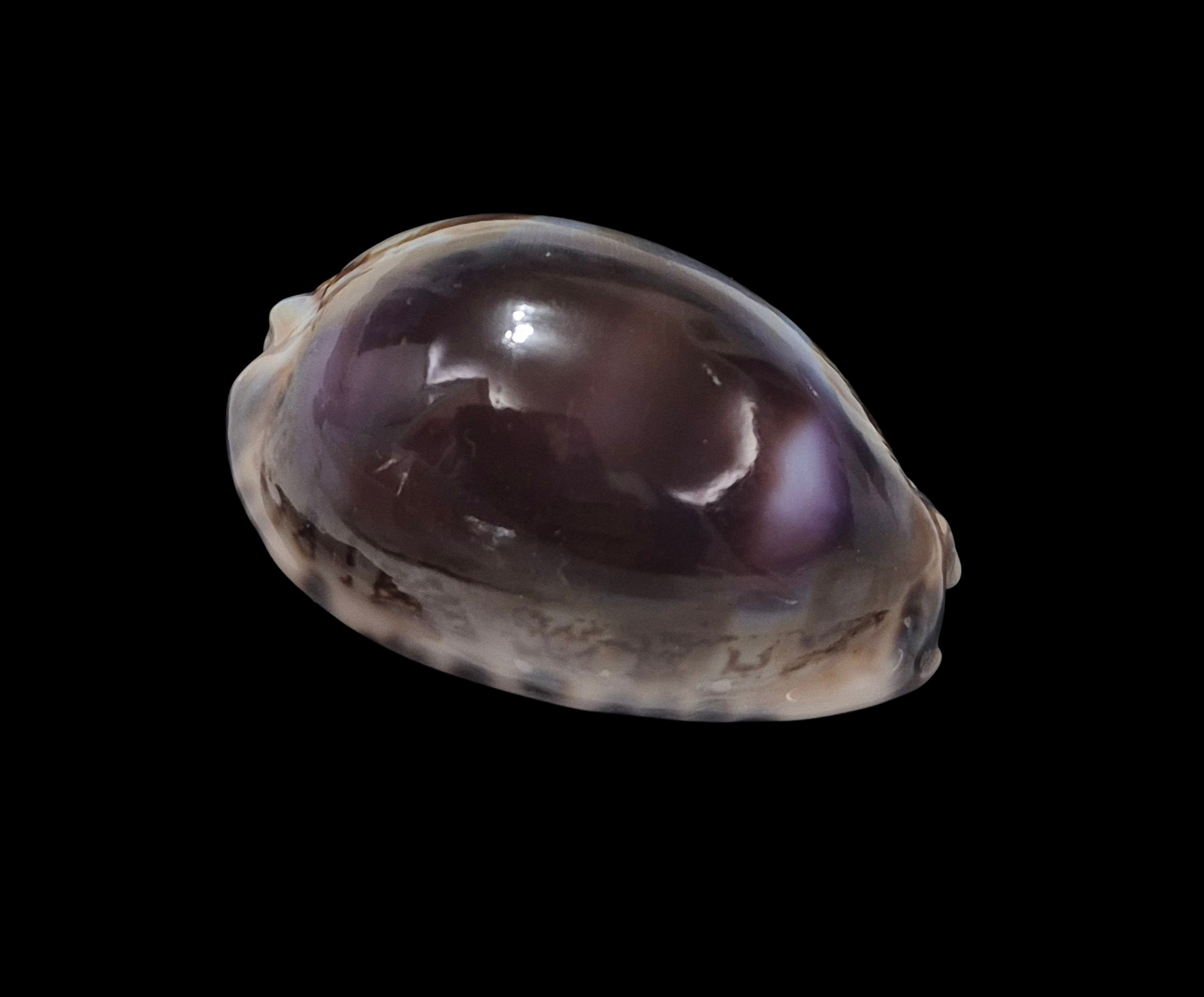 BC341 Mauritia arabica f. amethystea - Image 2
