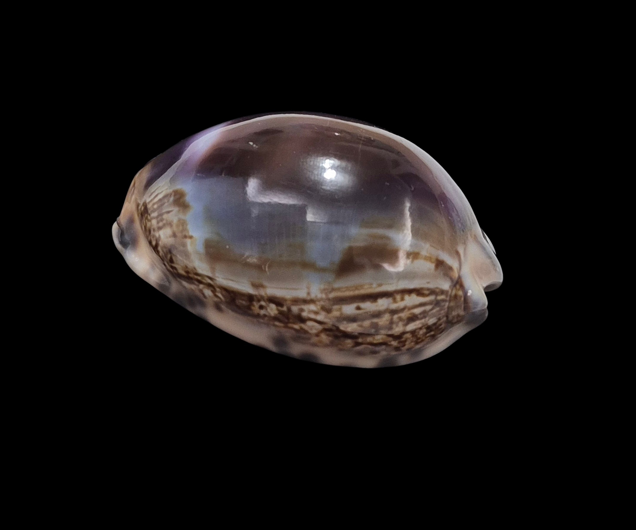 BC341 Mauritia arabica f. amethystea - Image 3
