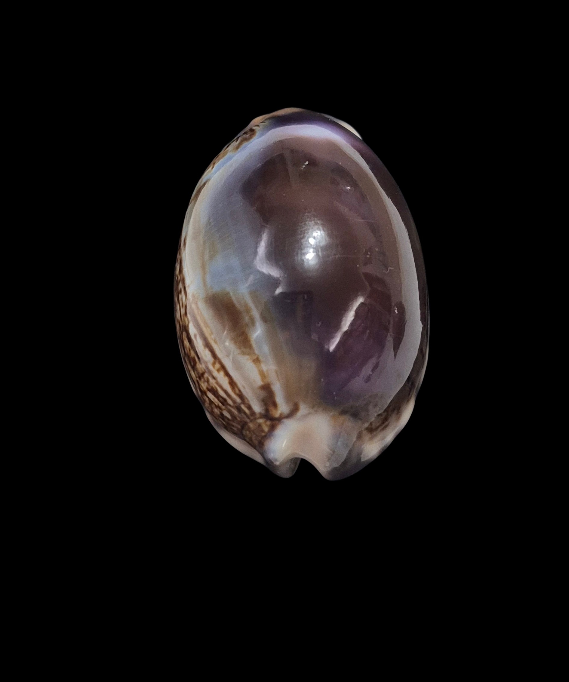 BC341 Mauritia arabica f. amethystea - Image 4