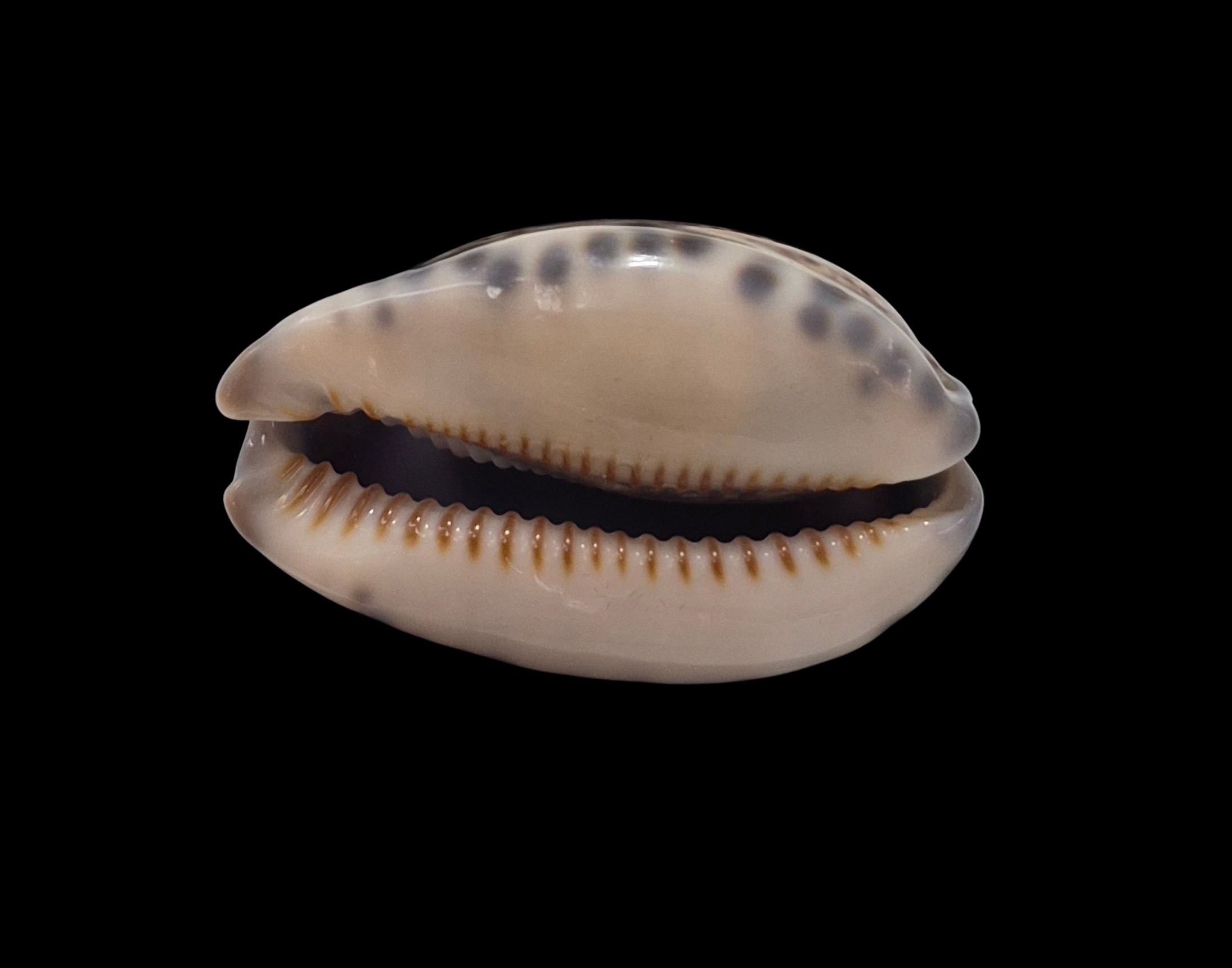 BC341 Mauritia arabica f. amethystea - Image 5